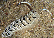Photo: B & S. Koretz ; See note in the Sea Slug Forum